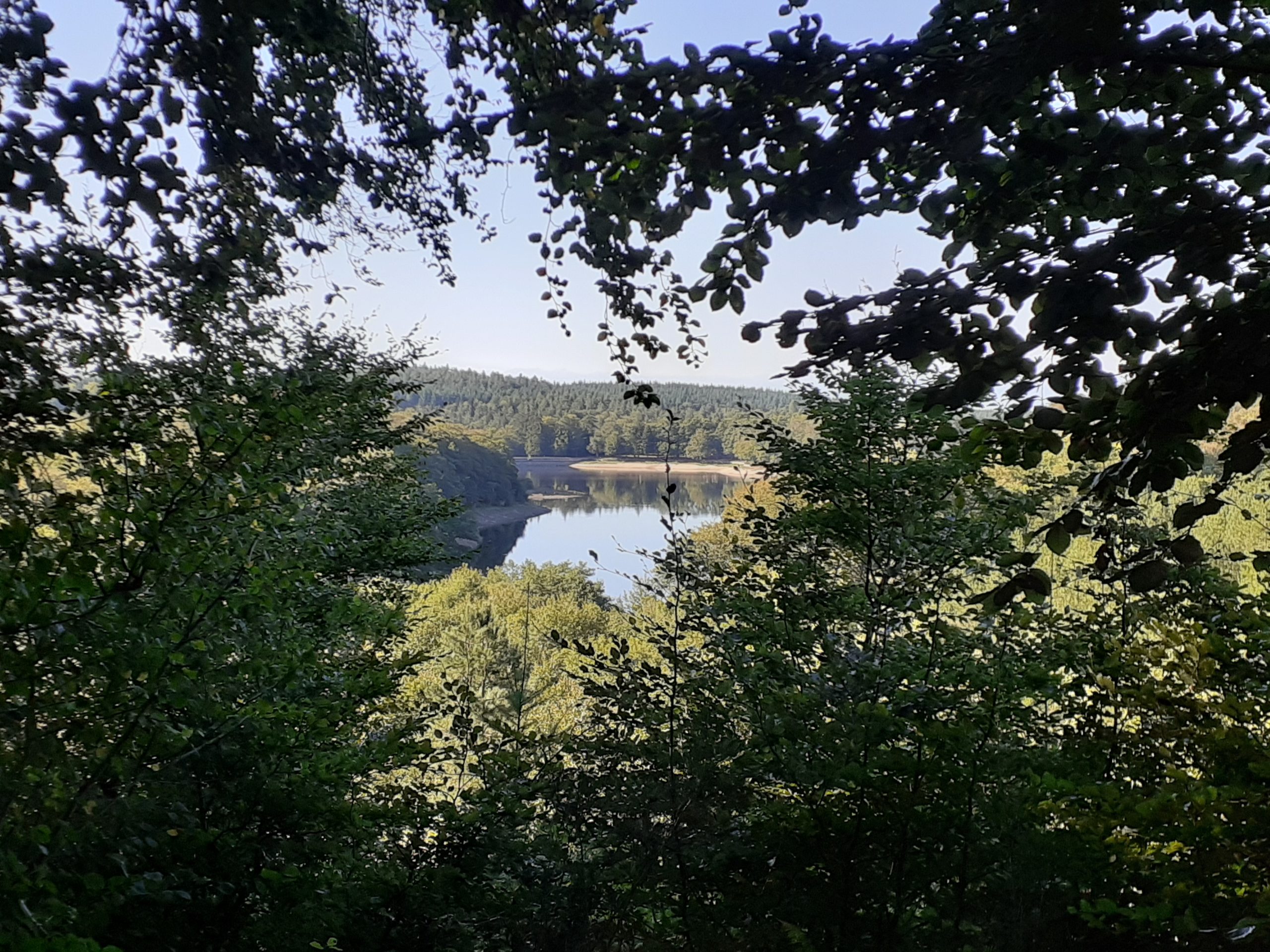 Labruguière réhabilite sa forêt communale